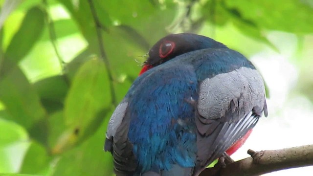 Slaty-tailed Trogon - ML200930711