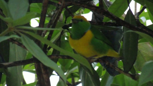 Golden-browed Chlorophonia - ML200930751