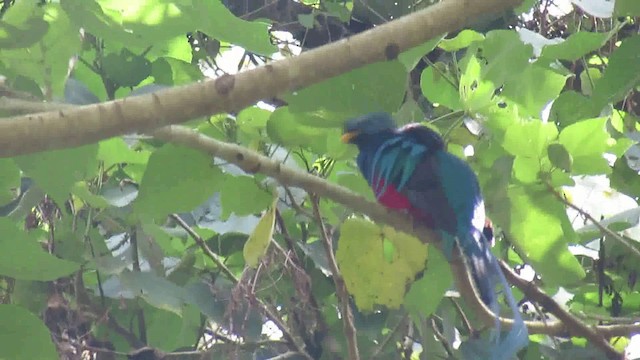 Resplendent Quetzal - ML200930781