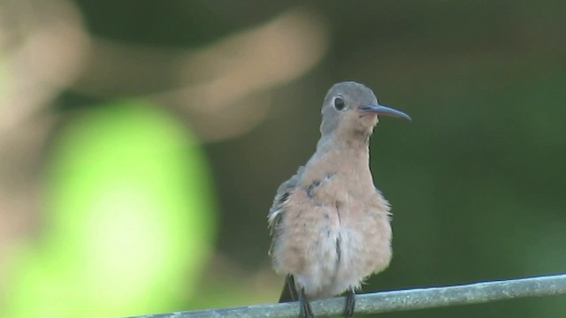 Buffy Hummingbird - ML200930801