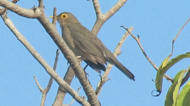 Spectacled Thrush - ML200930841