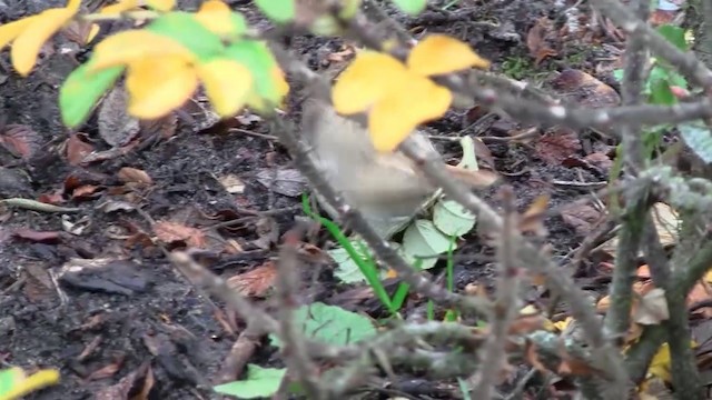 Asian Desert Warbler - ML200930921