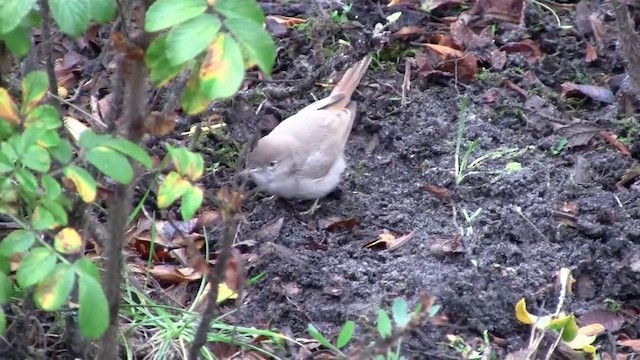 Asian Desert Warbler - ML200931011