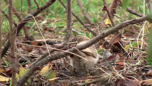 Asian Desert Warbler - ML200931021