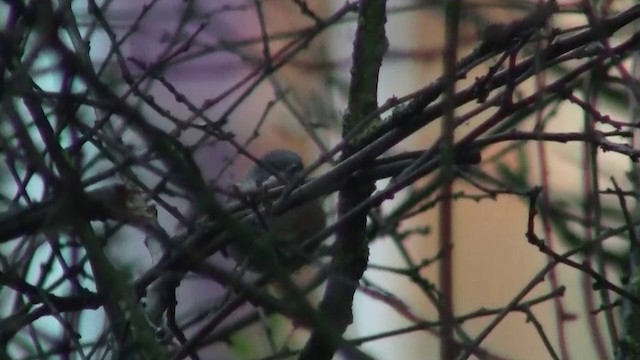 Eastern Subalpine Warbler - ML200931221