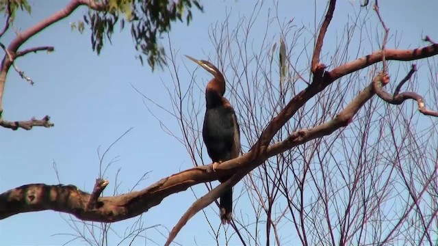 Austral-Schlangenhalsvogel - ML200931241