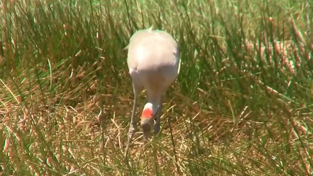 Grue brolga - ML200931251