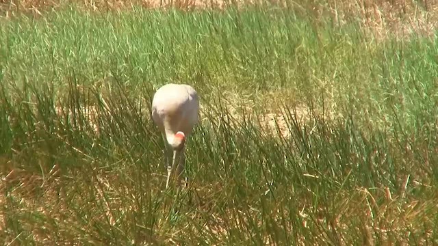 Grulla Brolga - ML200931261