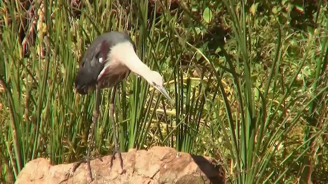 Pacific Heron - ML200931371