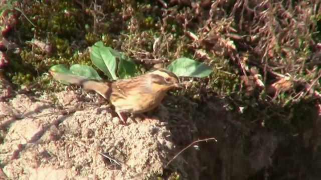 Siberian Accentor - ML200931391