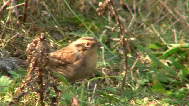 Siberian Accentor - ML200931401