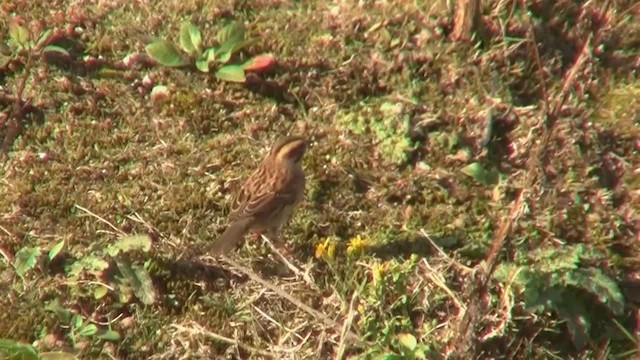 Siberian Accentor - ML200931411