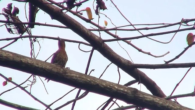 Banded Woodpecker - ML200931431