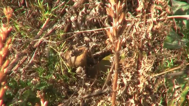 Siberian Accentor - ML200931441