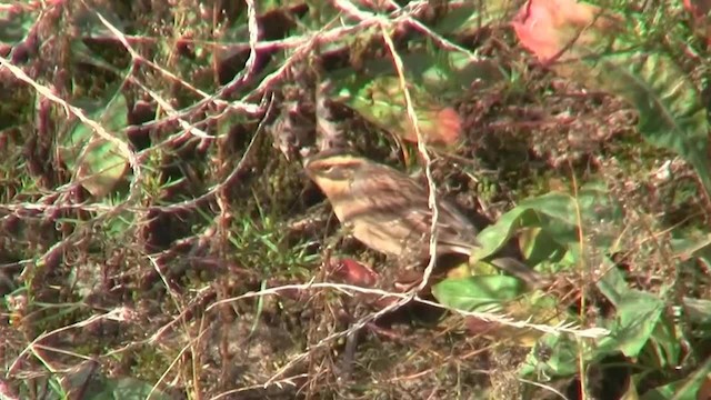 Siberian Accentor - ML200931461