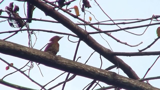 Banded Woodpecker - ML200931471