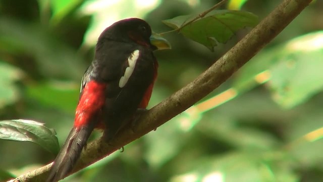 Black-and-red Broadbill (Black-and-red) - ML200931521