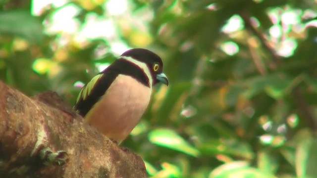 Black-and-yellow Broadbill - ML200931551