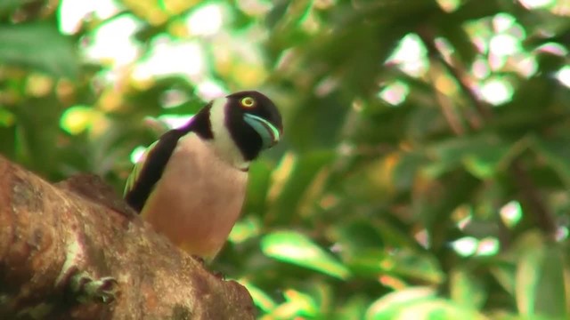 Black-and-yellow Broadbill - ML200931561