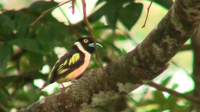 Black-and-yellow Broadbill - ML200931571