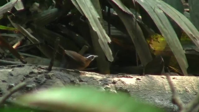 Bornean Black-capped Babbler - ML200931581