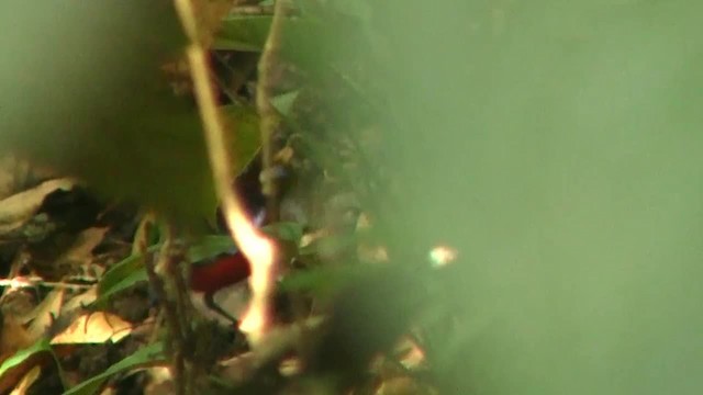 Black-crowned Pitta - ML200931591