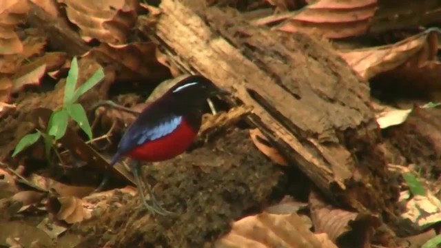 Black-crowned Pitta - ML200931601