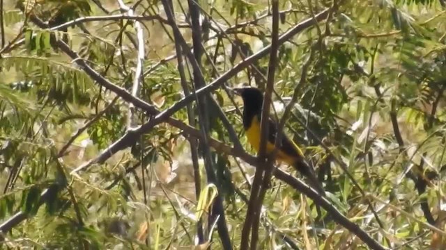 Yellow-rumped Marshbird - ML200931631