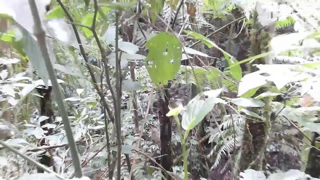 Porte-éventail de Swainson - ML200931641