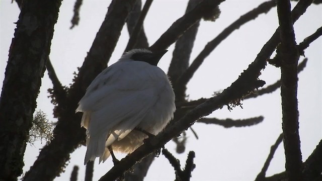 Bare-throated Bellbird - ML200931681