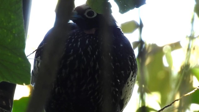 Black-fronted Piping-Guan - ML200931711