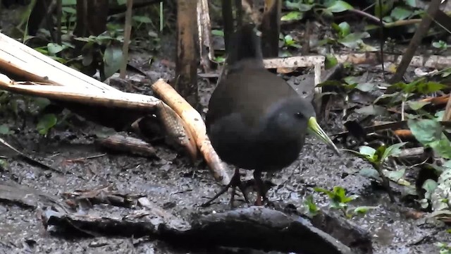 Blackish Rail - ML200931721