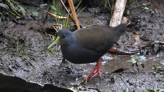 Blackish Rail - ML200931731