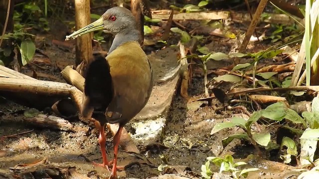 Blackish Rail - ML200931741