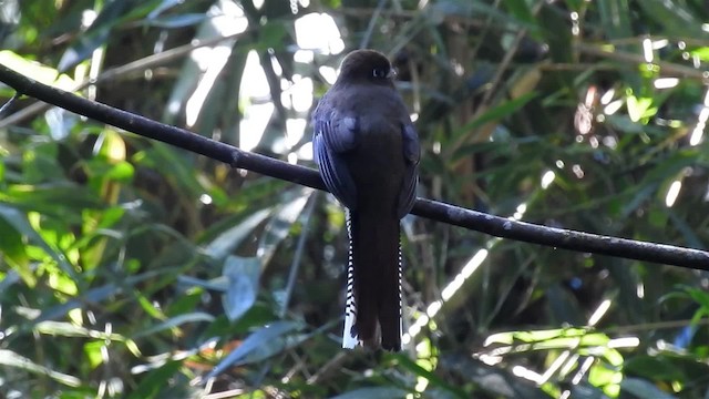 Atlantic Black-throated Trogon - ML200931771