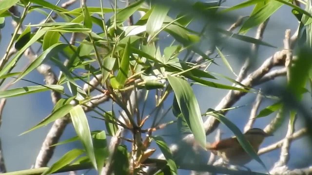 Buff-fronted Foliage-gleaner - ML200931851