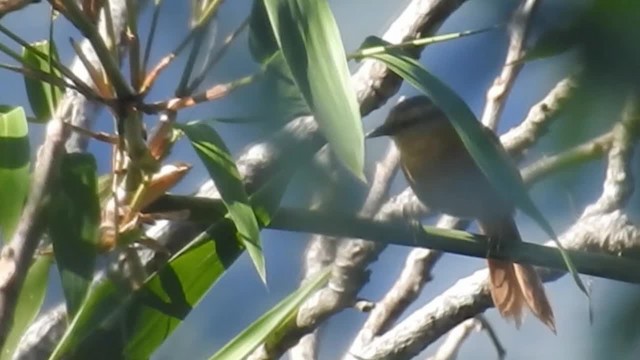 Buff-fronted Foliage-gleaner - ML200931861