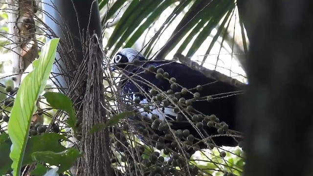 Black-fronted Piping-Guan - ML200931901