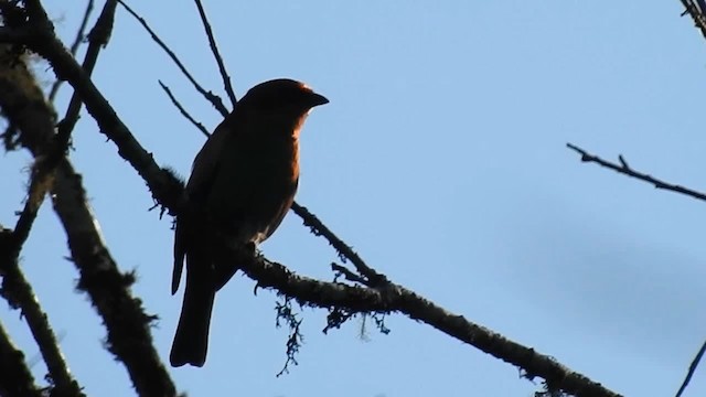 Chestnut-backed Tanager - ML200931911