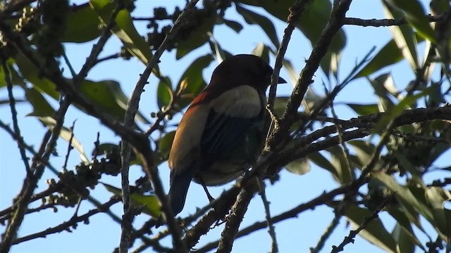 Chestnut-backed Tanager - ML200931931