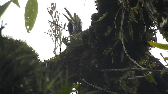 Black-fronted Piping-Guan - ML200932001