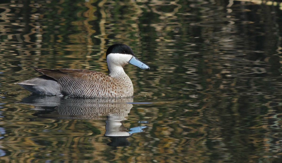 Puna Teal - ML20093201