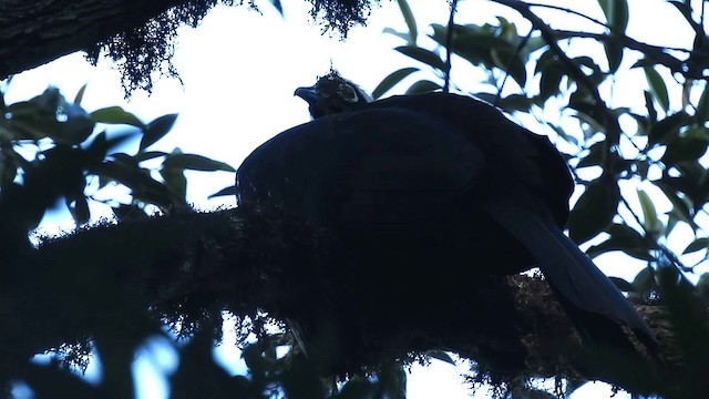 Black-fronted Piping-Guan - ML200932011