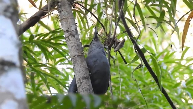 Giant Antshrike - ML200932041