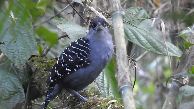 Giant Antshrike - ML200932051