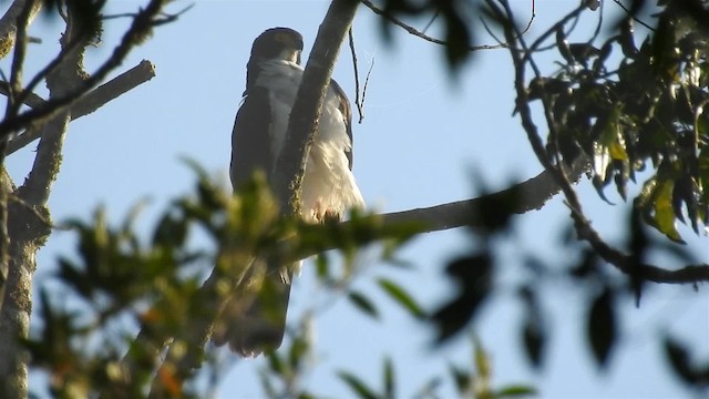 Gray-bellied Hawk - ML200932081