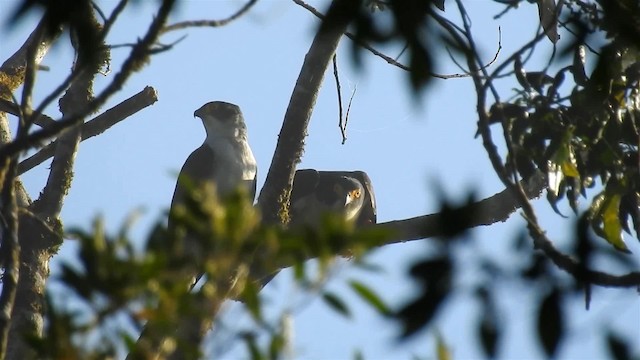 Gray-bellied Hawk - ML200932091