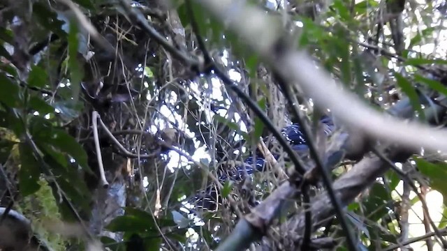 Giant Antshrike - ML200932101