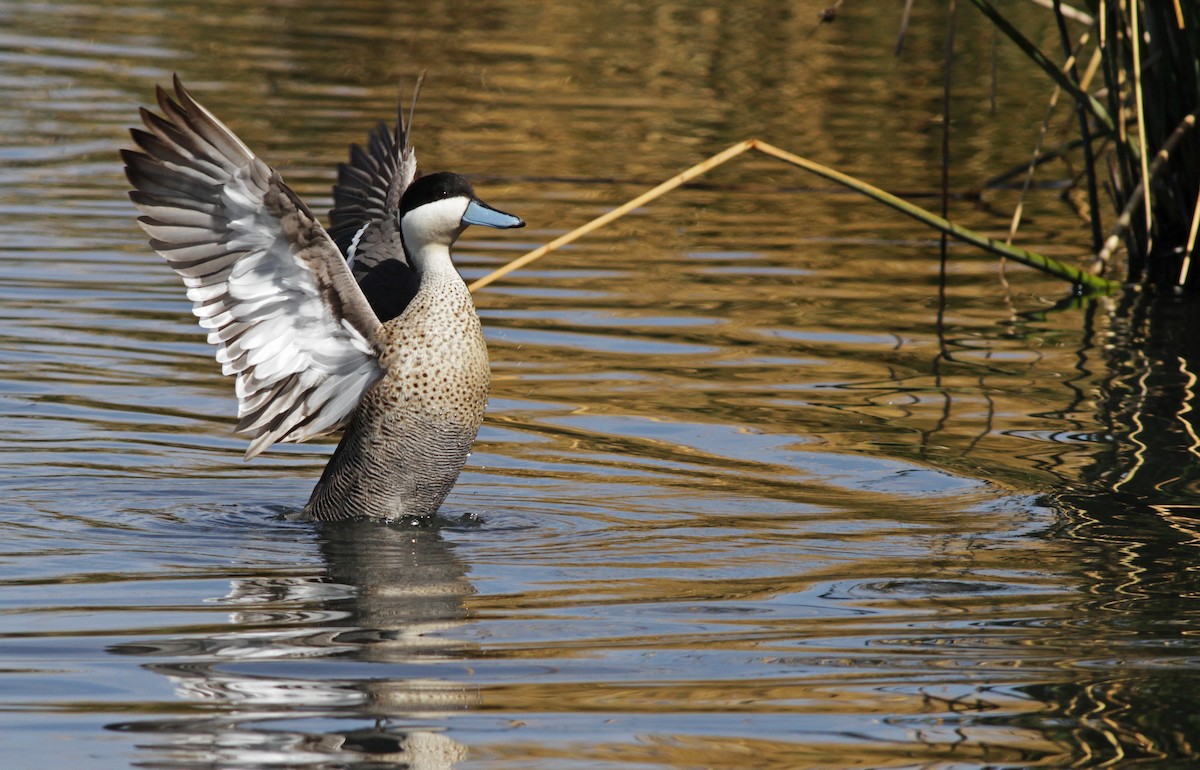 Puna Teal - ML20093211