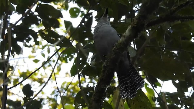 Giant Antshrike - ML200932111